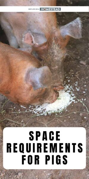 space requirements for pigs Pinterest