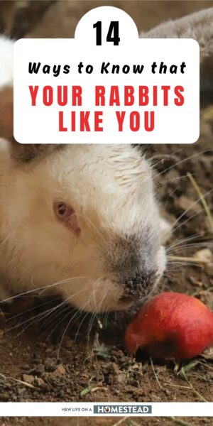 rabbits liking you Pinterest