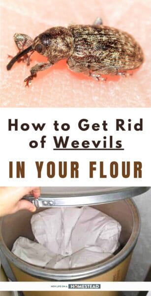 weevils in flour Pinterest weevils in flour Pinterest