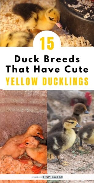 yellow ducklings Pinterest
