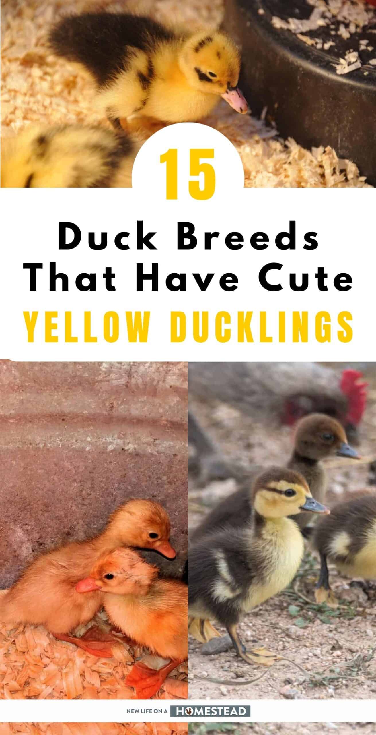 15 Duck Breeds That Have Cute Yellow Ducklings