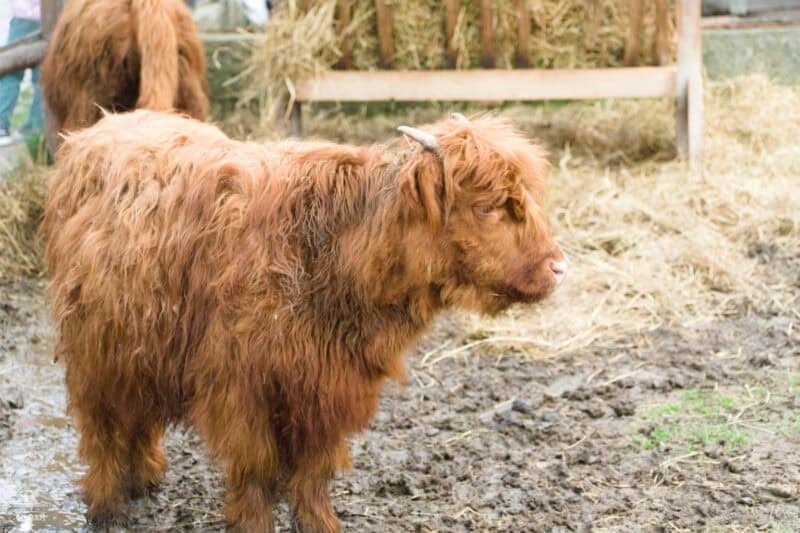 a mini highland cow 2