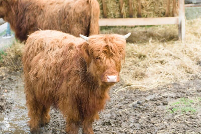 a mini highland cow