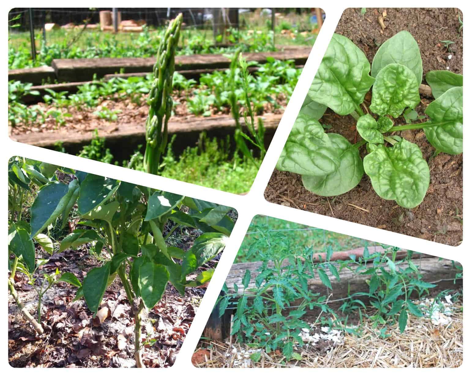 asparagus and companions collage