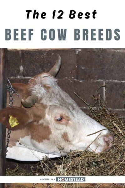 best beef cattle Pinterest best beef cattle Pinterest