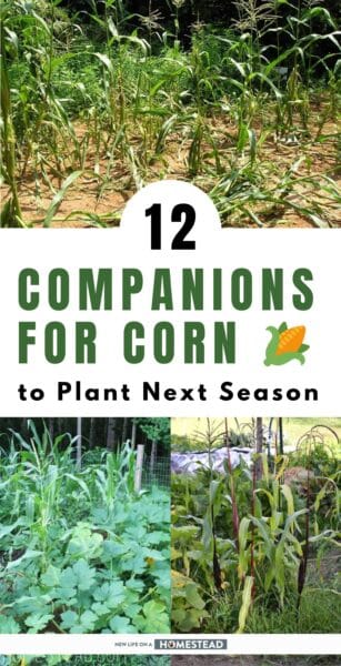 companions for corn Pinterest
