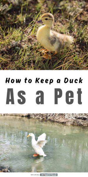ducks as pets Pinterest ducks as pets Pinterest