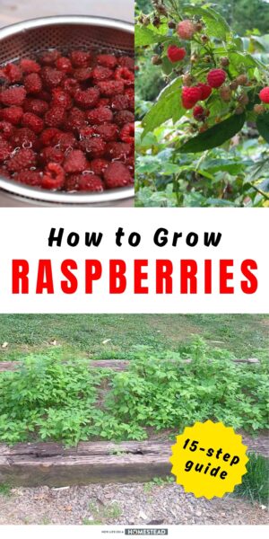 growing raspberries Pinterest growing raspberries Pinterest
