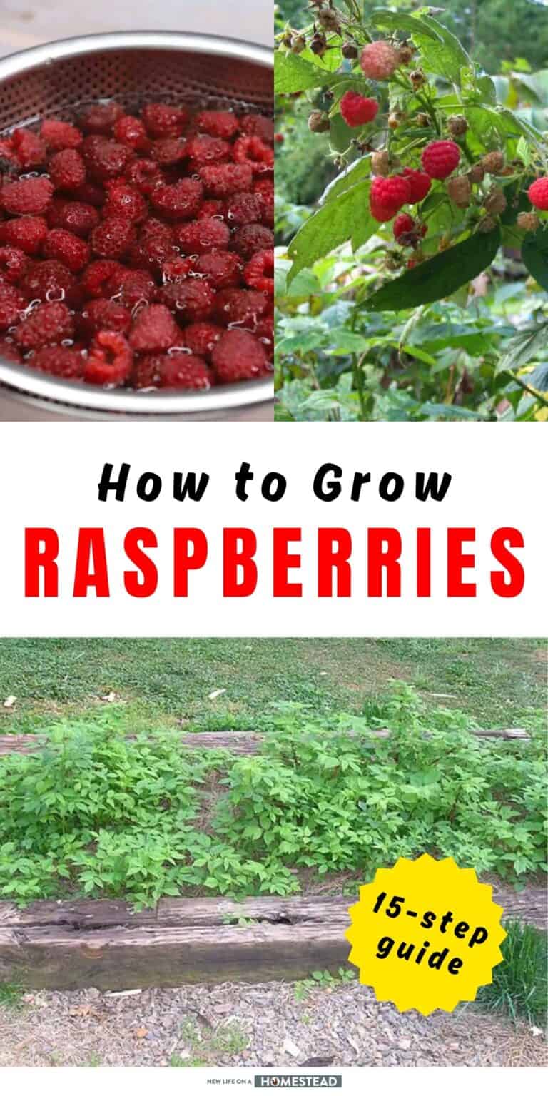 How to Grow Raspberries from A to Z