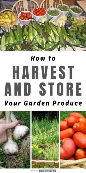harvesting Pinterest harvesting Pinterest