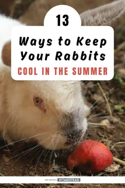keeping rabbits cool Pinterest keeping rabbits cool Pinterest
