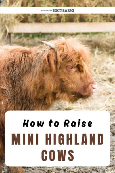 raising mini highland cows Pinterest raising mini highland cows Pinterest