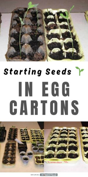 seeds in egg cartons Pinterest