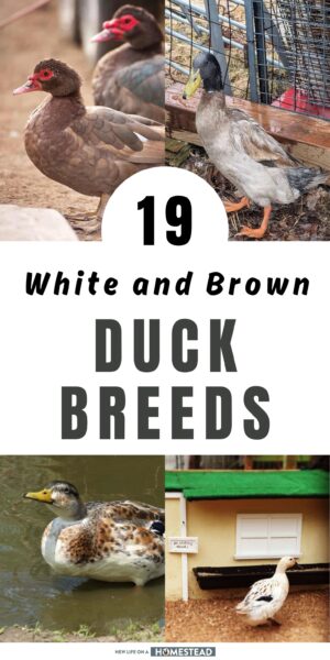 white and brown duck breeds Pinterest