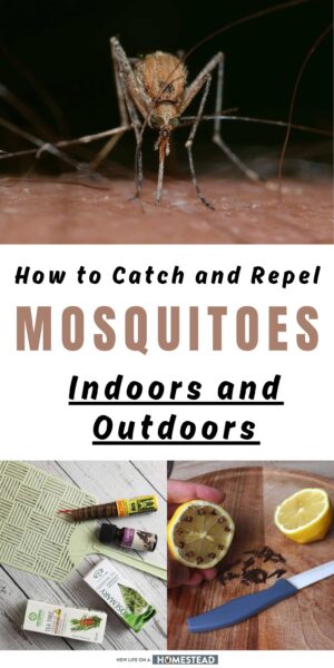 catching repelling mosquitoes Pinterest