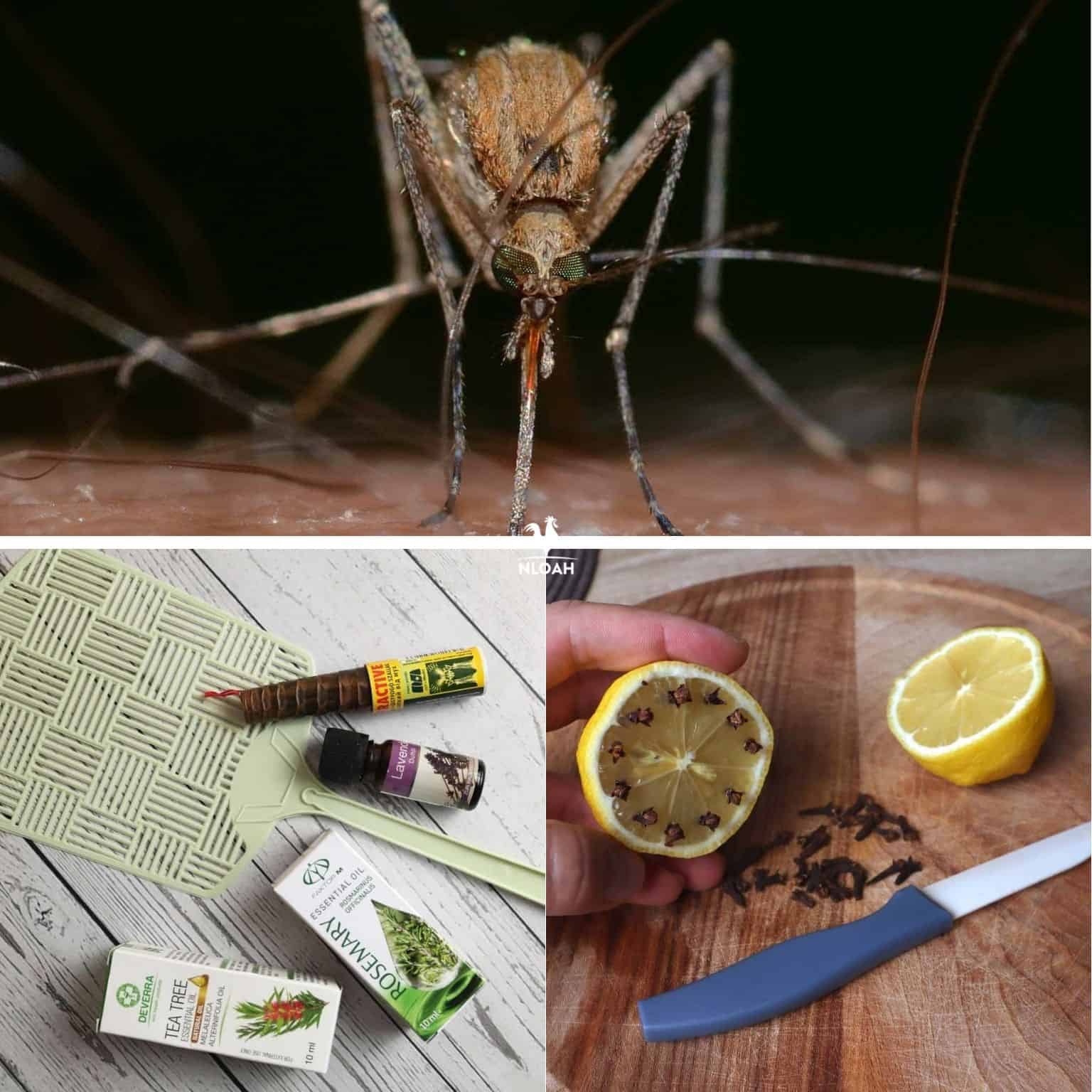 catching repelling mosquitoes collage