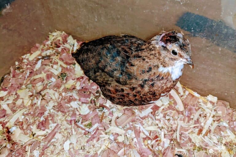 a quail