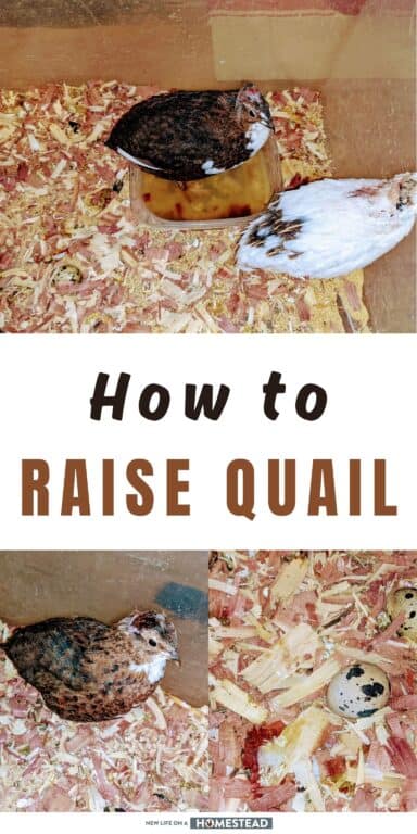 raising quail Pinterest raising quail Pinterest