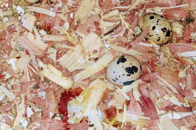 two quail eggs
