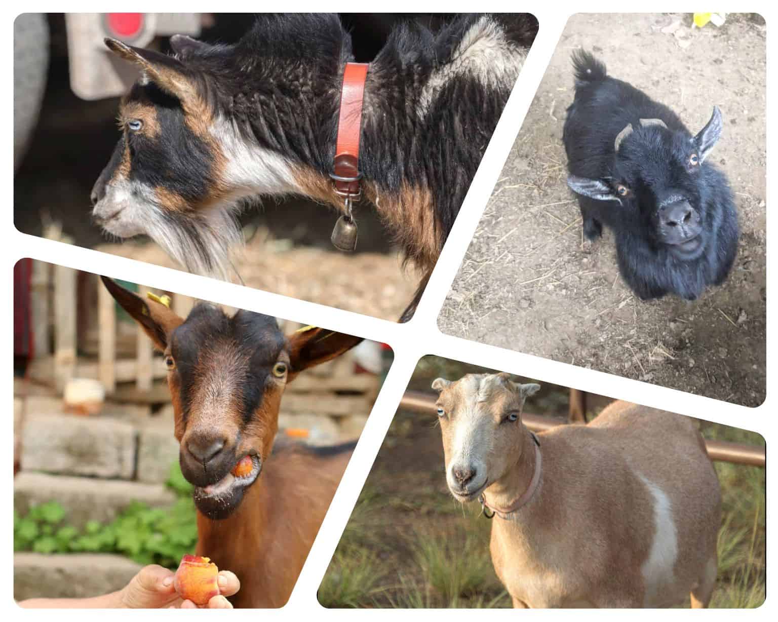 goat breeds collage