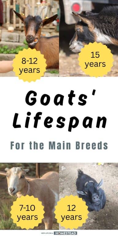 goats lifespan Pinterest
