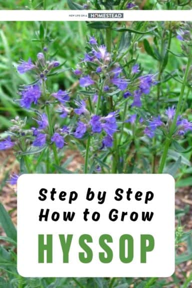 growing hyssop Pinterest