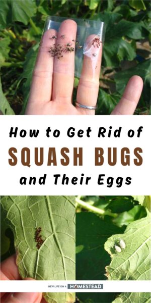 squash bugs Pinterest squash bugs Pinterest