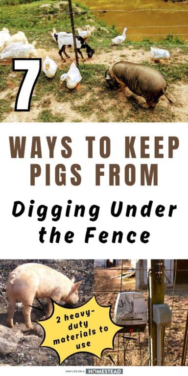 pigs digging under fence_ pinterest