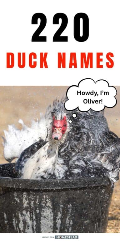 duck names Pinterest