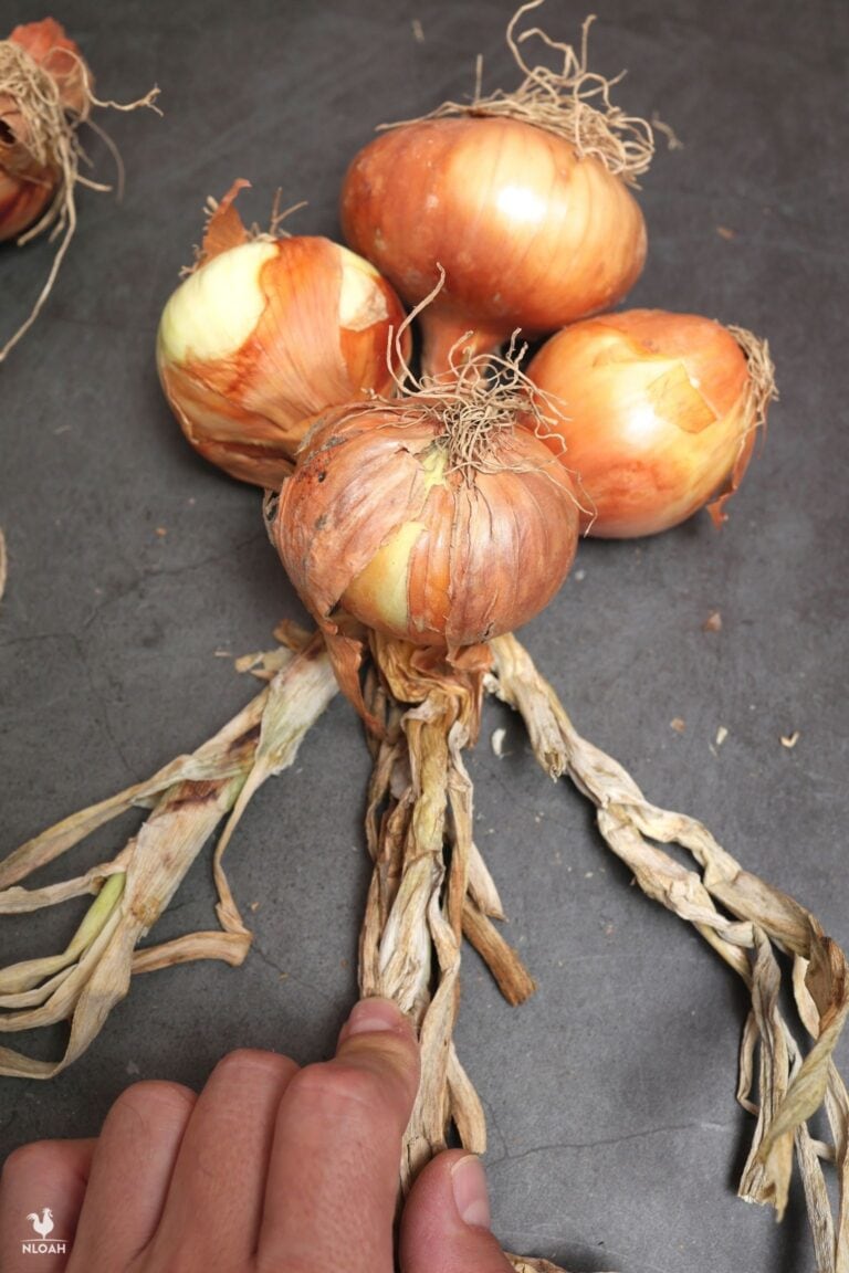 adding fourth onion