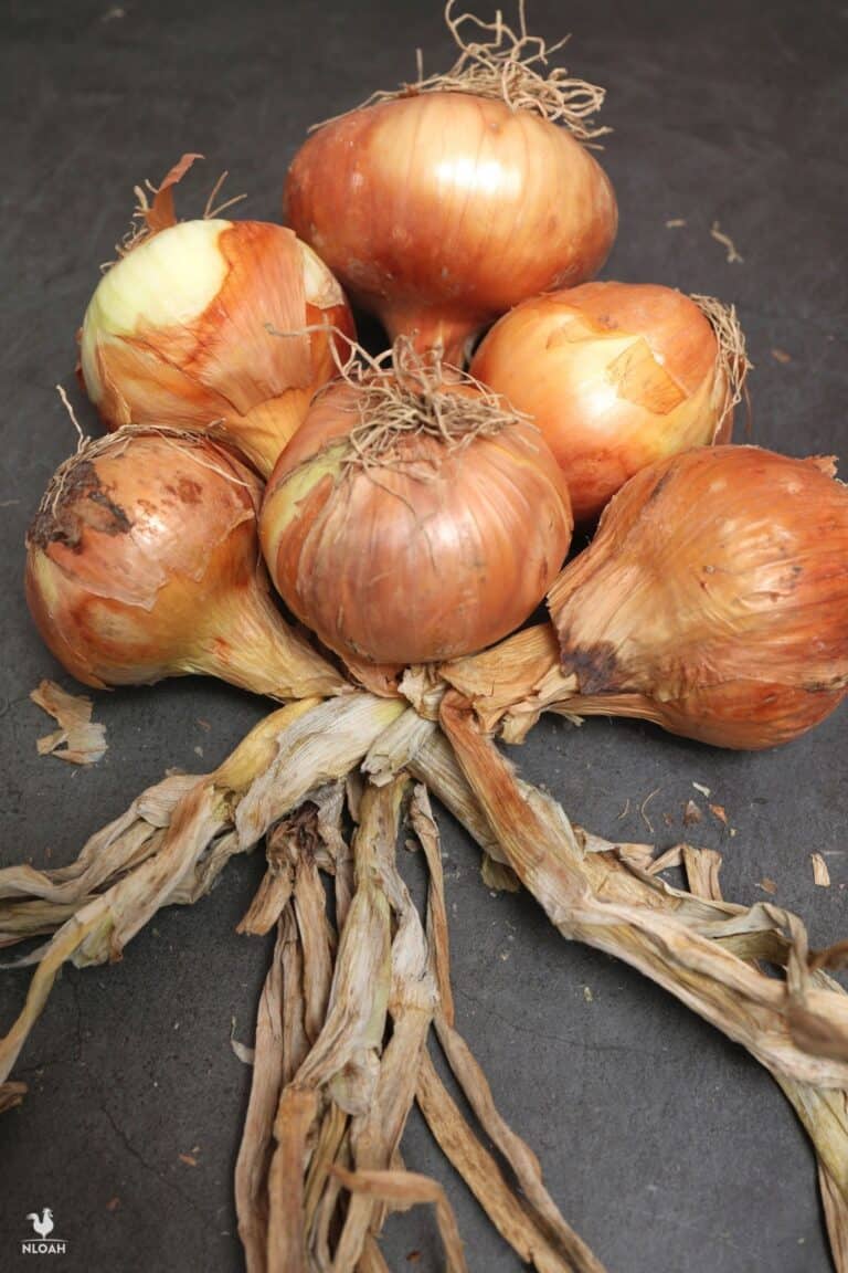 adding two more onions