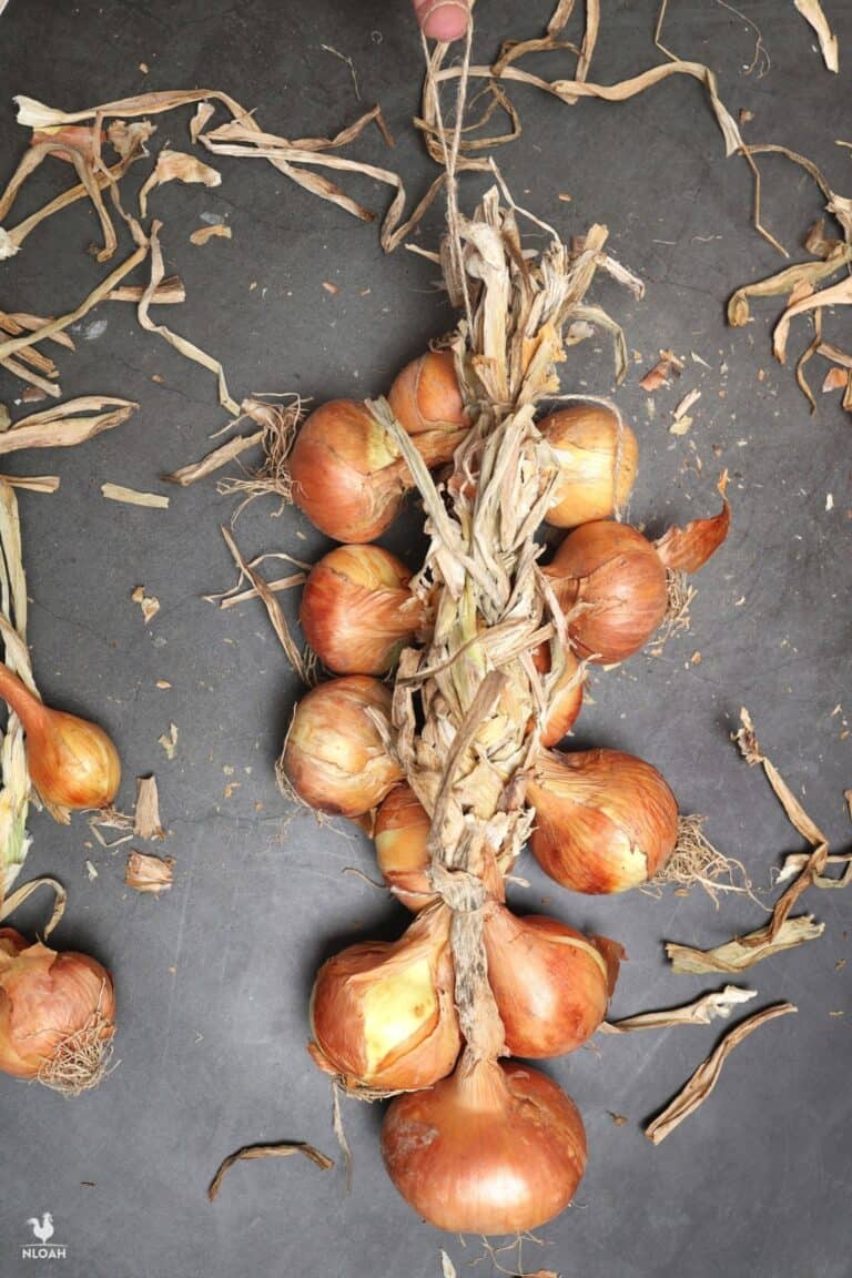 braided onions