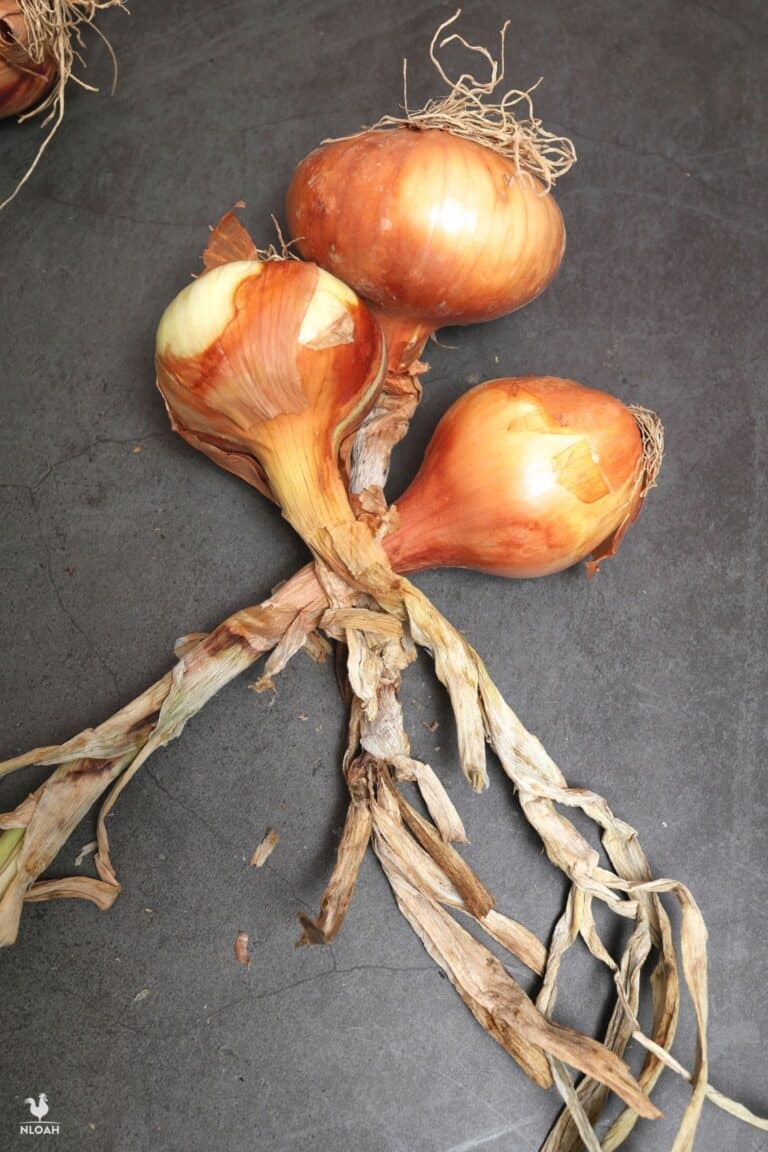 first three onions