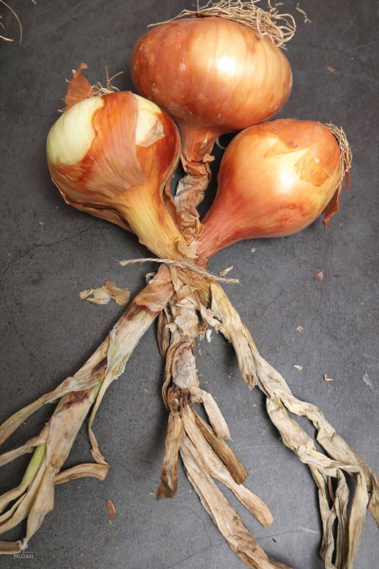 first three onions tied