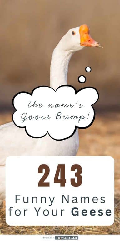 geese names Pinterest