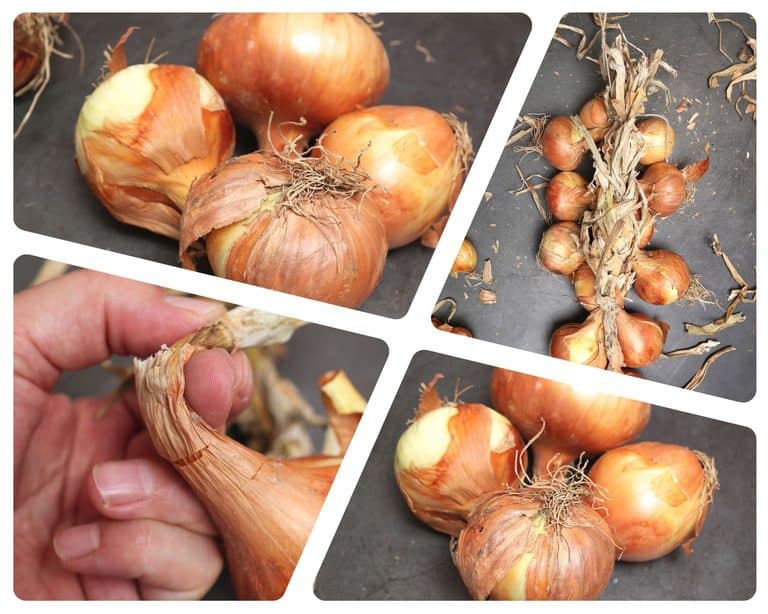 onion braiding collage