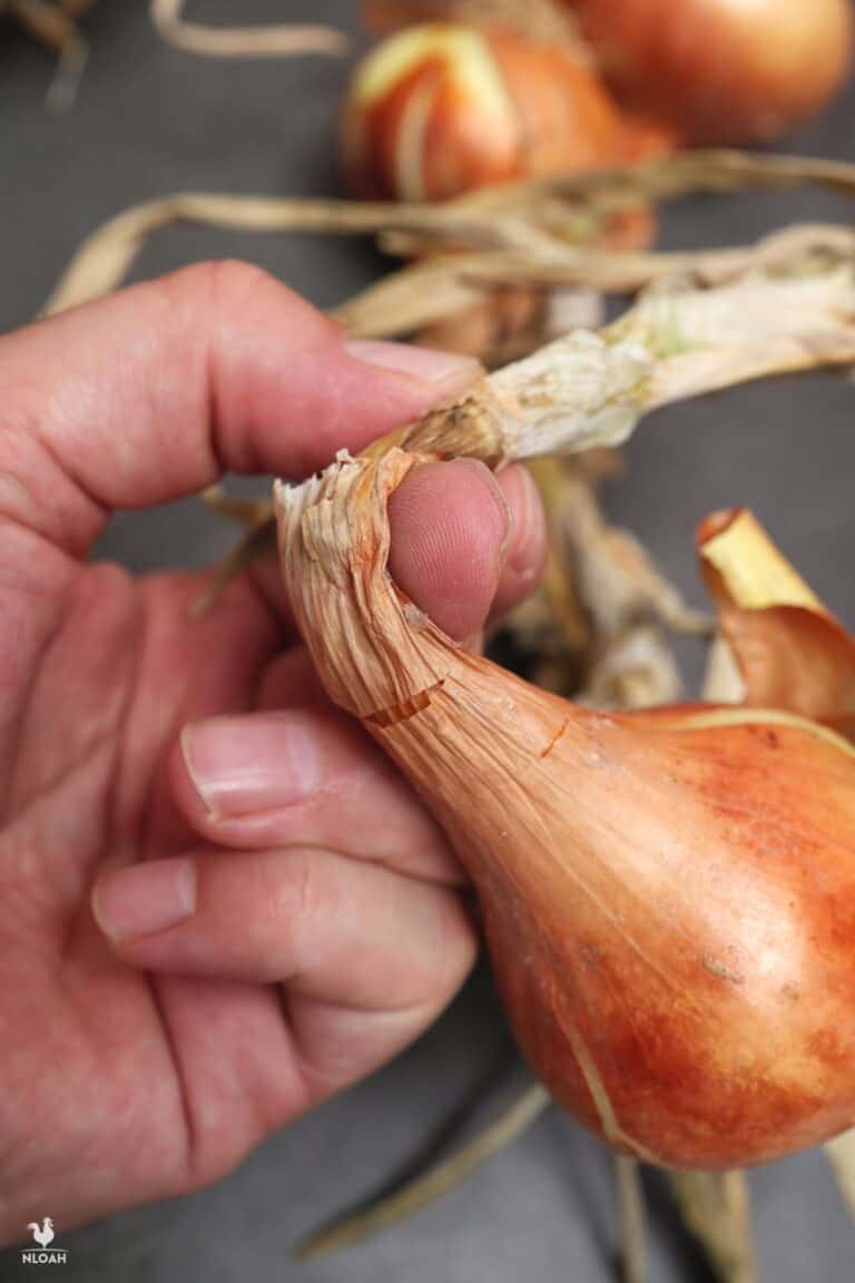 onion with dried stalk