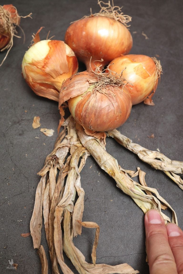 wrapping left strand over 4th onion