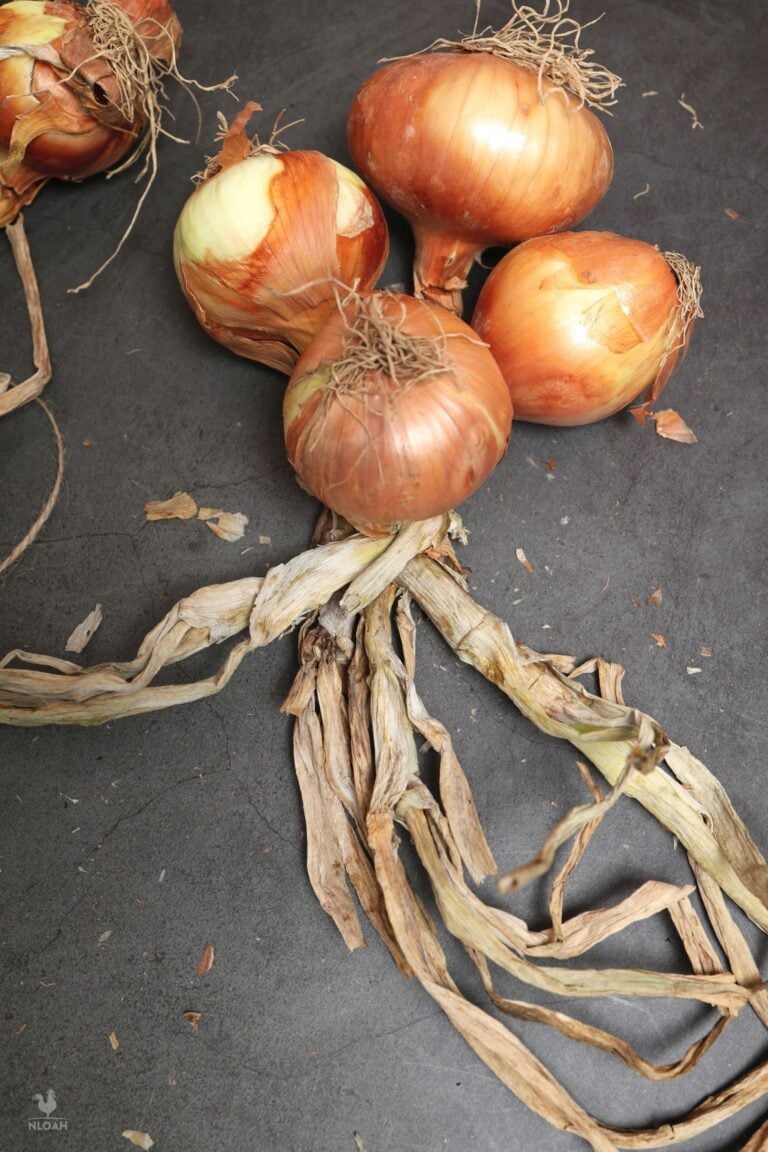 wrapping right strand over 4th onion